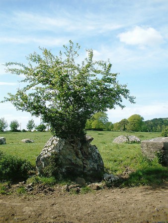Hawthorn bush - Limerick